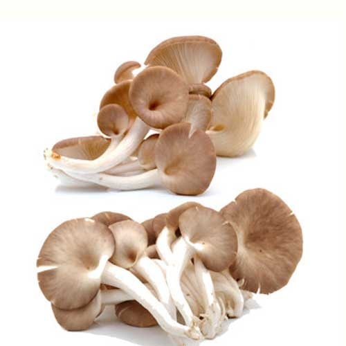 Mushroom Oyster