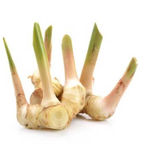 Galangal