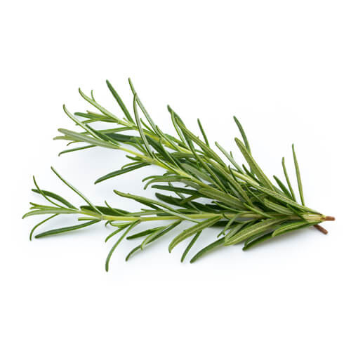 Rosemary Leaves