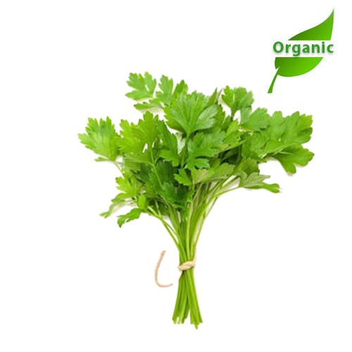 Organic Coriander Leaves
