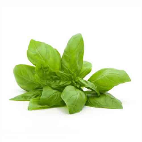 Sweet Basil Leaves