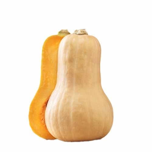 Pumpkin Butternut