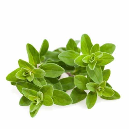 Marjoram
