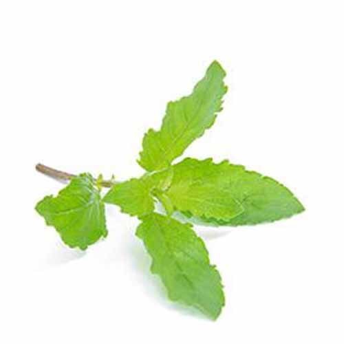 Hot Basil Thai Leaves