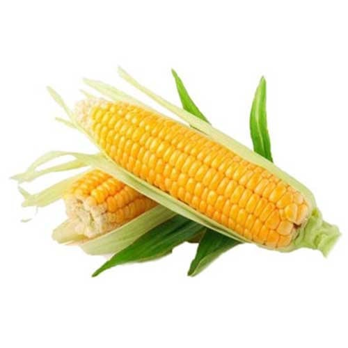Sweet Corn