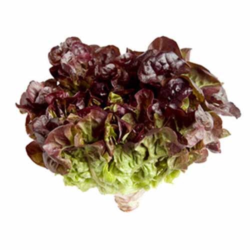 Lettuce Oakleaf