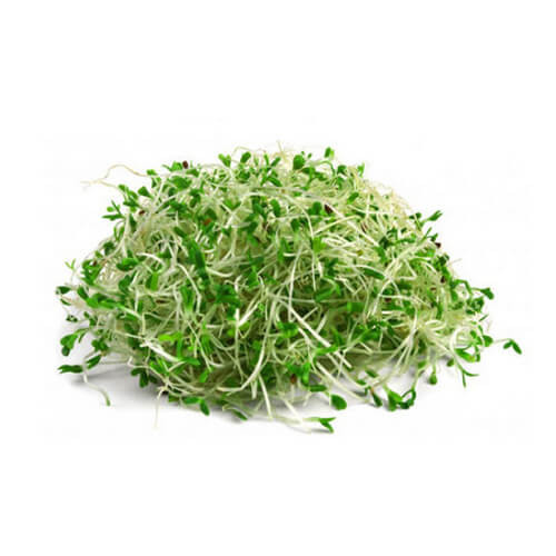 Alfalfa Sprouts