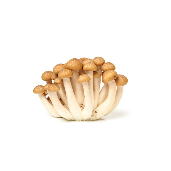 Brown Shimeji Mushroom