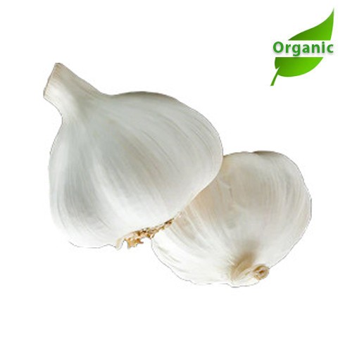 Organic Garlic India