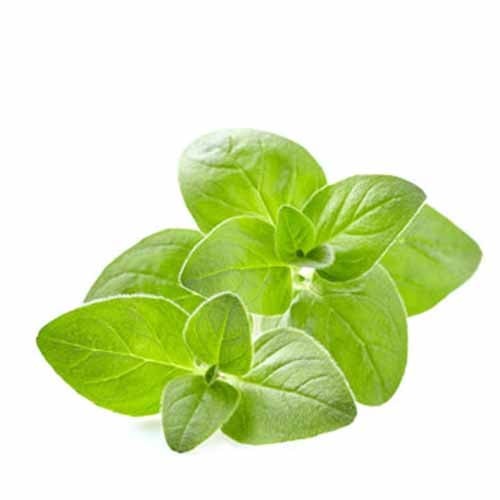 Oregano leaves