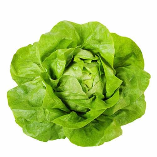 Lettuce Boston (Butterhead)