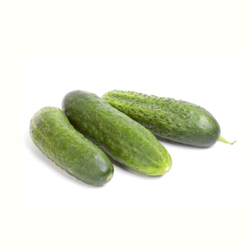 Cucumber