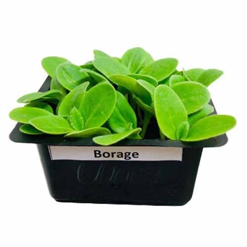 Borage Cress