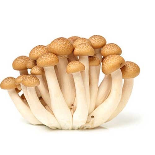 Brown Shimeji Mushroom