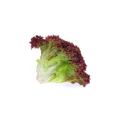 Lettuce Lollo Rosso Holland