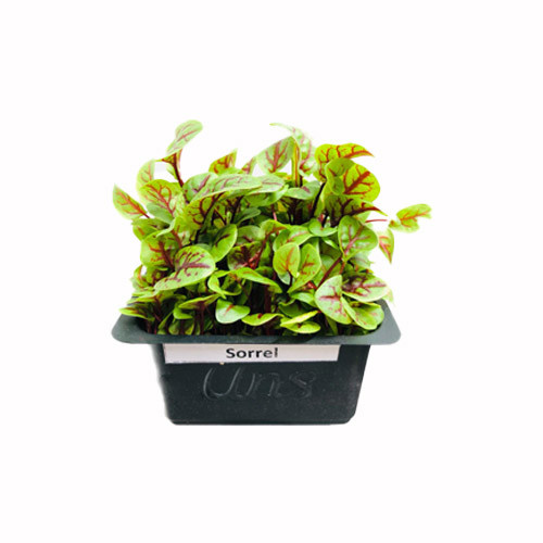 Sorrel Cress (Vene Cress)