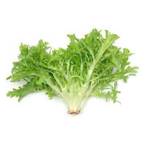 Lettuce Frisee Green Holland