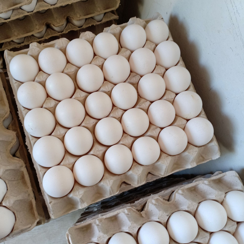 Organic Eggs