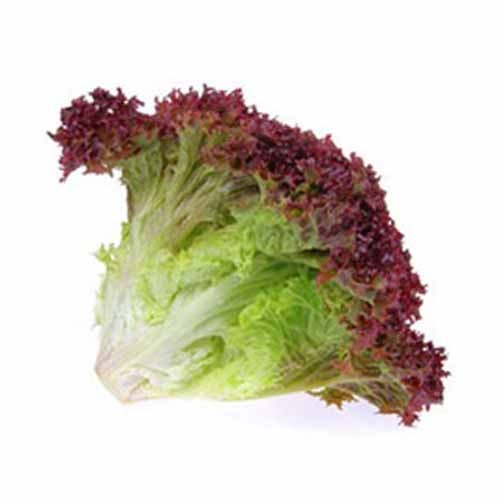 Lettuce Lollo Rosso Holland