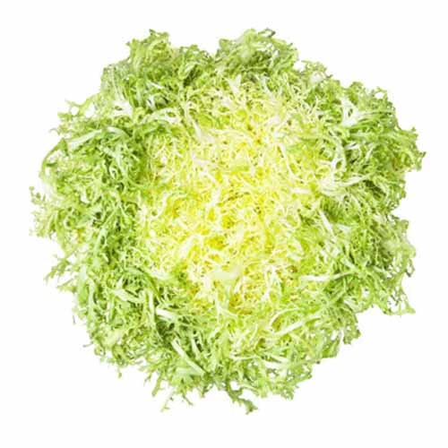 Lettuce Frisee Yellow