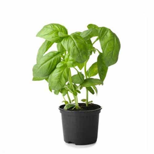 Basil Pot