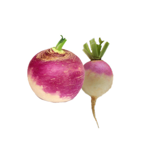 Turnip