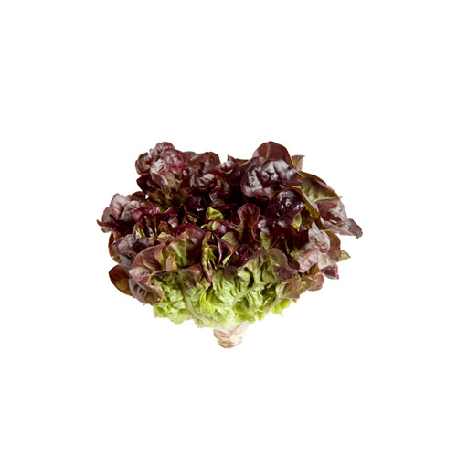 Lettuce Oakleaf