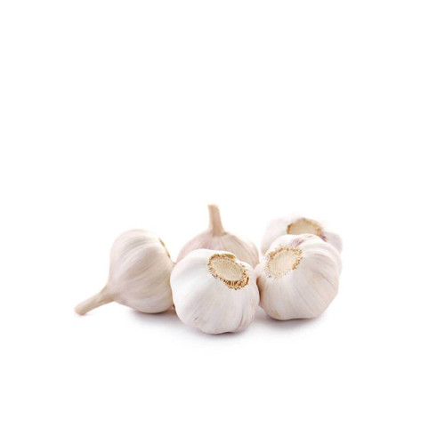 Garlic Pure White