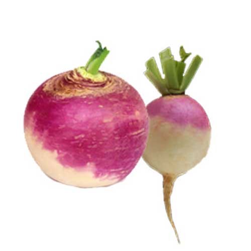 Turnip