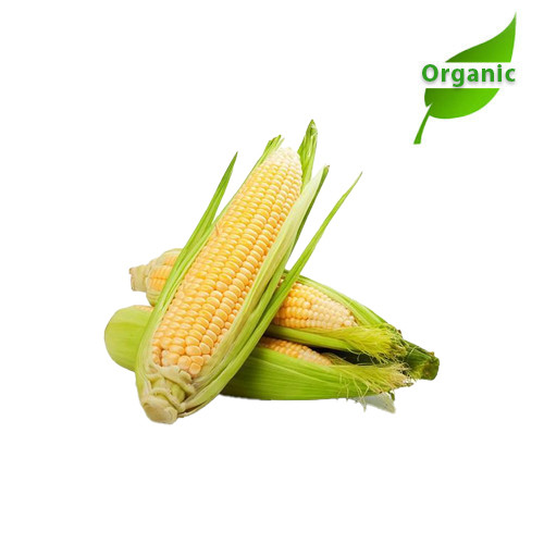 Organic Sweet Corn India