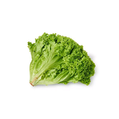 Lollo Bionda Lettuce Holland