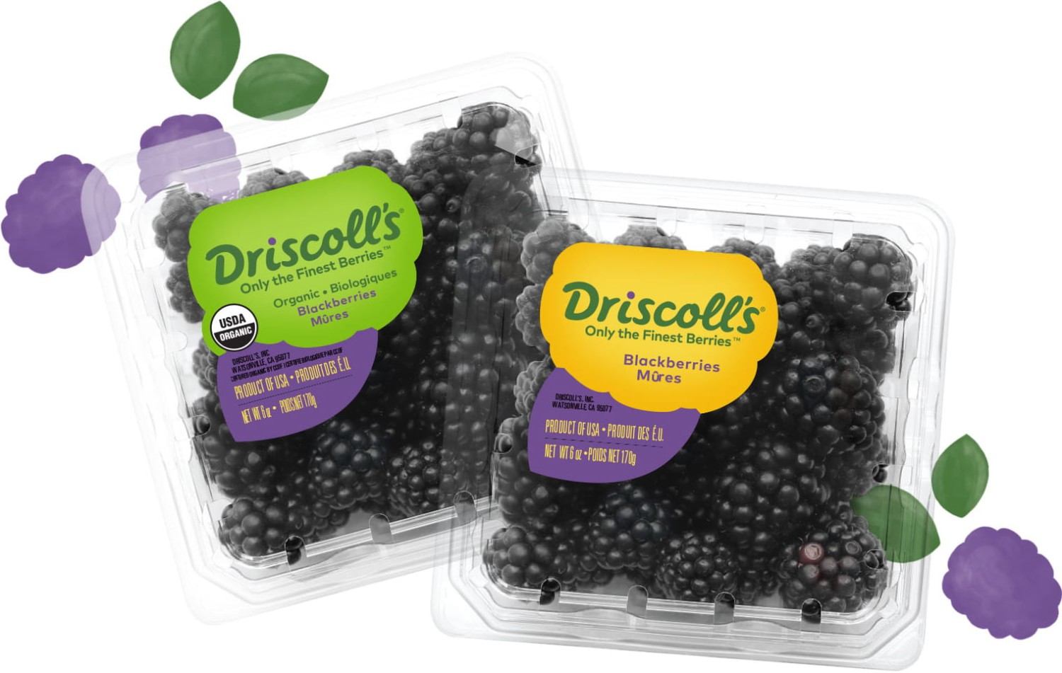Blackberry Driscoll's