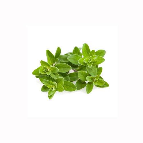 Marjoram