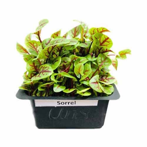 Sorrel Cress (Vene Cress)