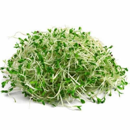 Alfalfa Sprouts
