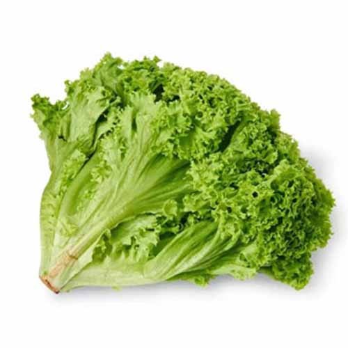 Lollo Bionda Lettuce Holland