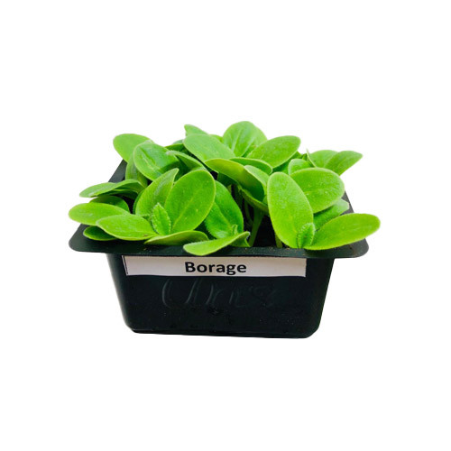 Borage Cress