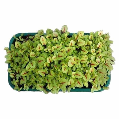 Red Veined Sorrel Microgreen