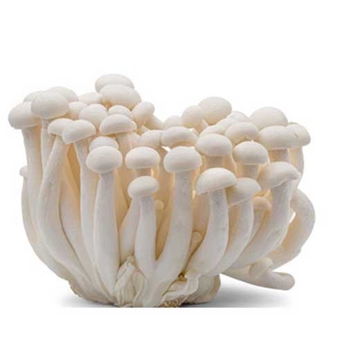 White Shimeji Mushroom