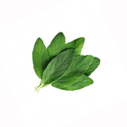 Sage Leaves