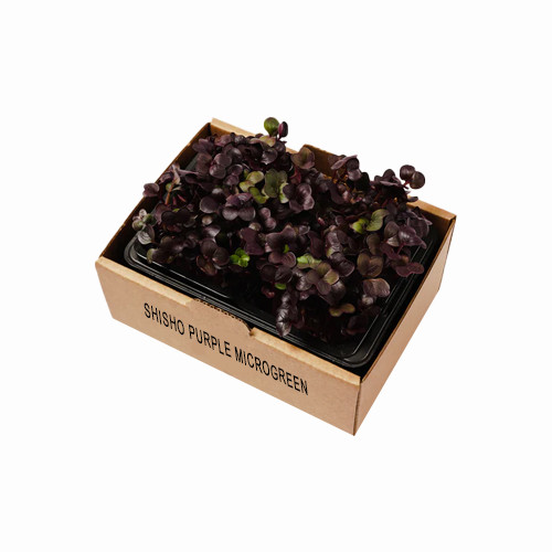 Shiso Purple Microgreen