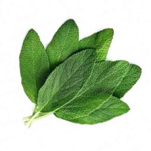 Sage Leaves
