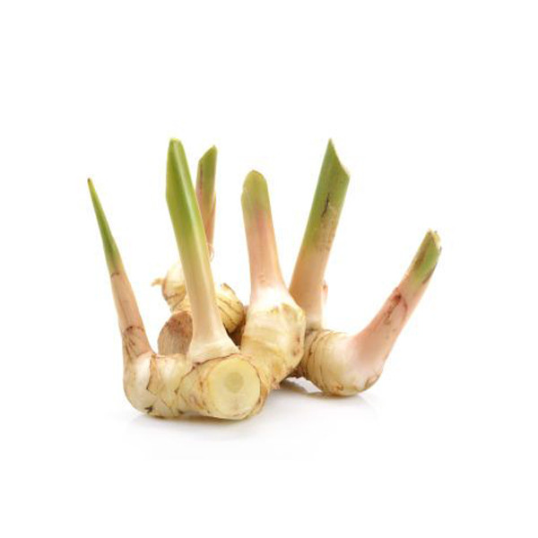 Galangal