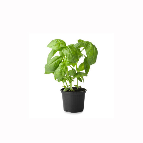Basil Pot