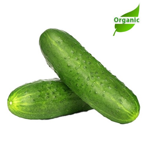 Organic Snack Cucumber
