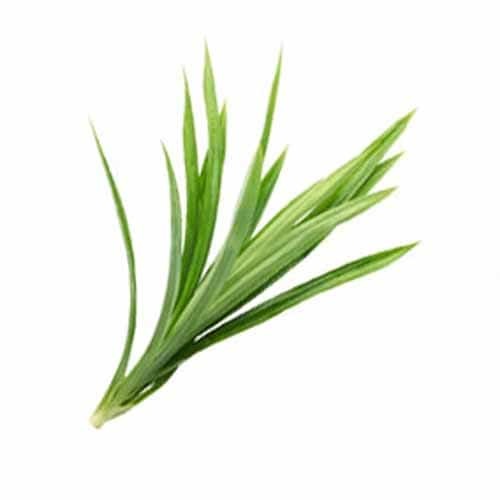 Pandan Leaves