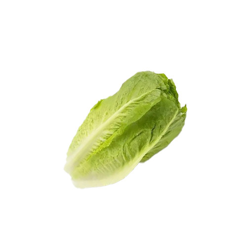 Lettuce Romaine