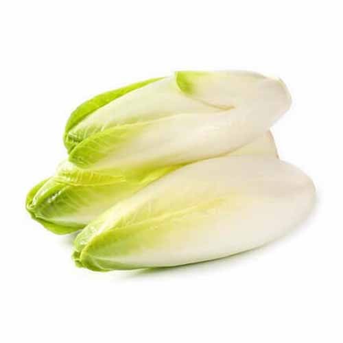 Endives White Chicory