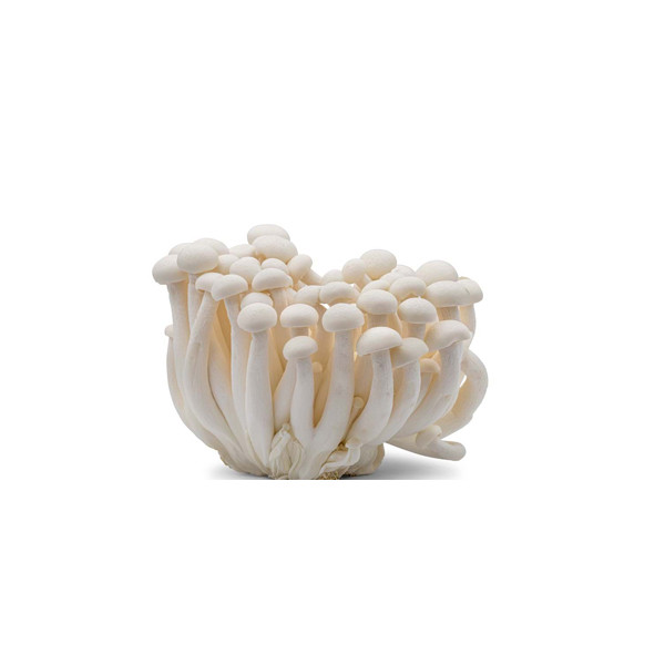 White Shimeji Mushroom