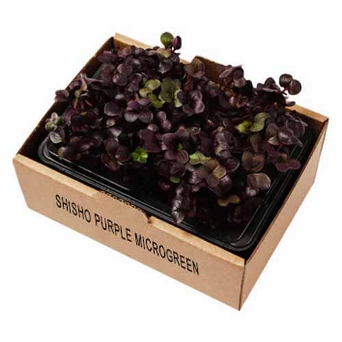 Shiso Purple Microgreen
